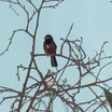 Chestnut-bellied Seed-Finch